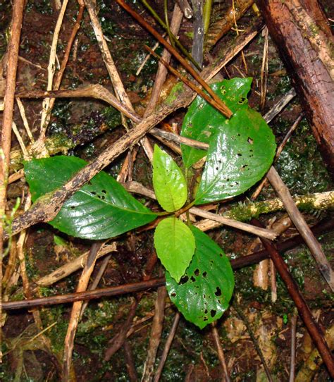 Cyrtandra Lillianae In July By Peter De Lange Extremely Uncommon