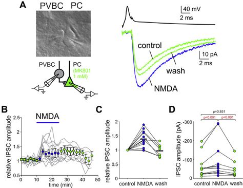 N Methyl D Aspartate Nmda Receptor Activation Enhances The Strength