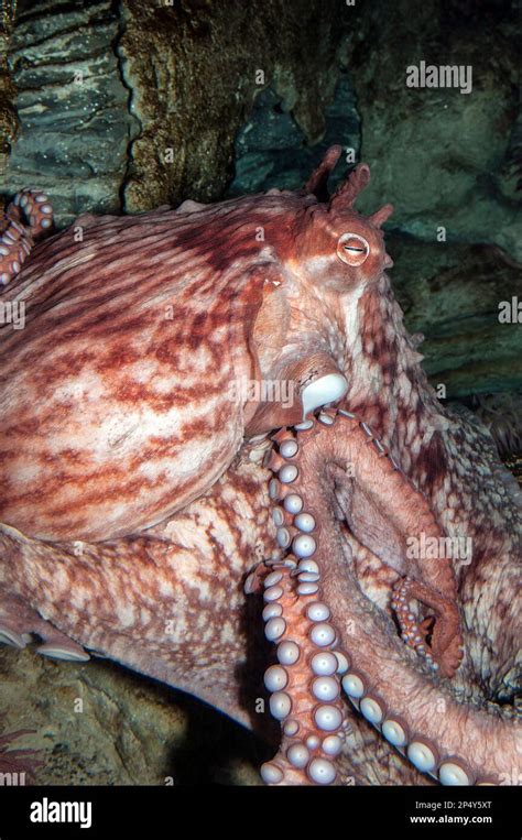 Pulpo gigante del pacifico fotografías e imágenes de alta resolución