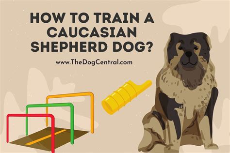 How to Train a Caucasian Shepherd Dog? | The Dog Central