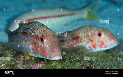 Striped Red Mullets Mullus Surmuletus Hi Res Stock Photography And