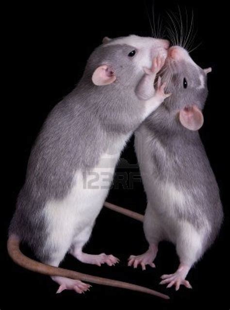 Two Rats Are Kissing Each Other Cute Rats Baby Rats Pet Rats