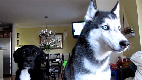 Conversation With Mishka The Talking Husky Youtube