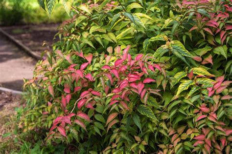 Bush Honeysuckle: Native Plant Guide