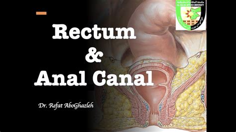 Anatomy Of Rectum And Anal Canal Full Lecture Youtube