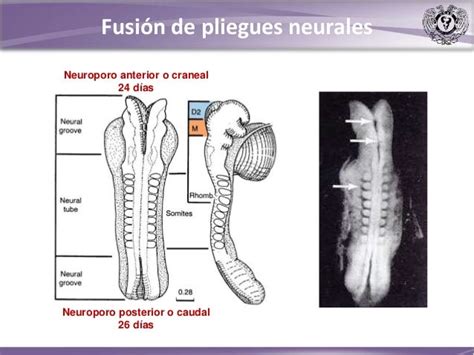 Embriología Del Sistema Nervioso Central