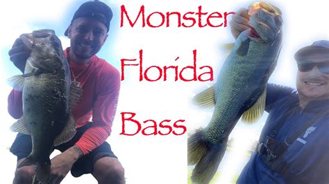 Monster Florida Pond Bass Youtube