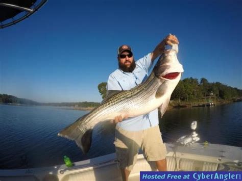 Smith Lake Fishing Guide Mike Walker Reports Big Striped Bass