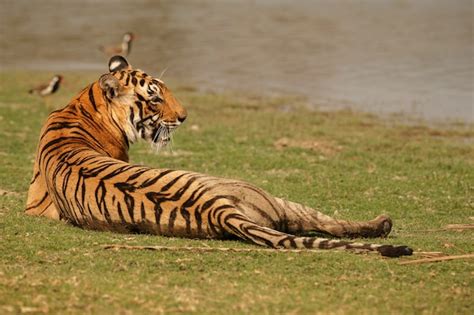 Free Photo | Wild royal bengal tiger in nature habitat of ranthambhore ...