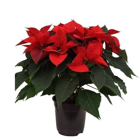 Poinsettia Etoile De Noel