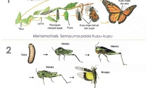 Metamorfosis Belalang, Nyamuk, Lalat, Sempurna dan Tidak Sempurna