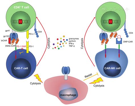 Chimeric Antigen Receptor Modified Immune Cells For Eradication Of Hiv