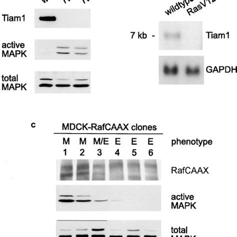 Downregulation Of Tiam1 Expression By Sustained Signaling Of The