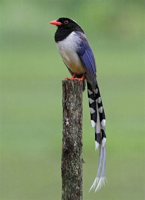 Red billed blue magpie - Alchetron, The Free Social Encyclopedia