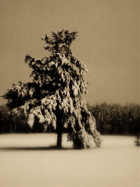 First snowfall of the year! | Smithsonian Photo Contest | Smithsonian ...