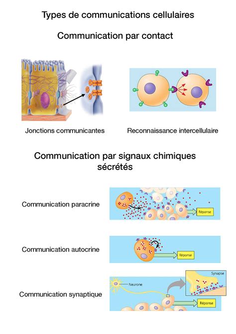 L Physio Cm Signalisation Cellulaire Poly Types De Communications