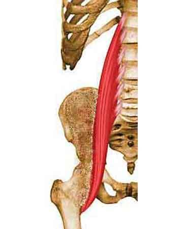 Psoas Iliaque Anatomie D Un Muscle Essentiel Pour Le Dos