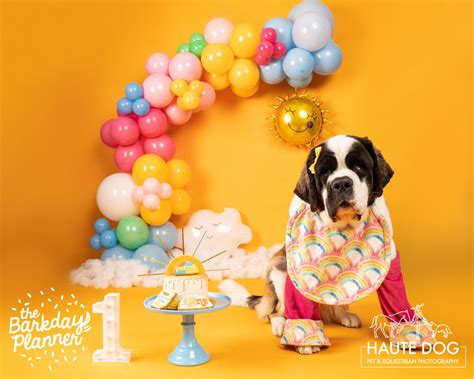 Dallas Dog Birthday Photos with The Barkday Planner