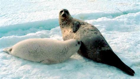 Harp Seal Ocean Treasures Memorial Library