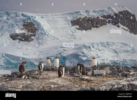 Penguins in Antarctica. Port Lockroy Stock Photo - Alamy