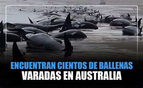 Encuentran Cientos De Ballenas Varadas En Australia