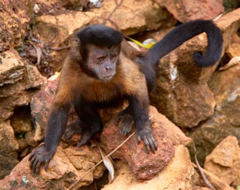 Tufted Capuchin Monkey Sapajus Apella The Tufted Capuchi Flickr