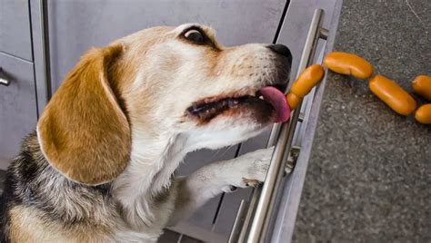 ¿pueden Comer Salchichas Los Perros ¿es Segura La Salchicha Para Los Perros Razas De Perros