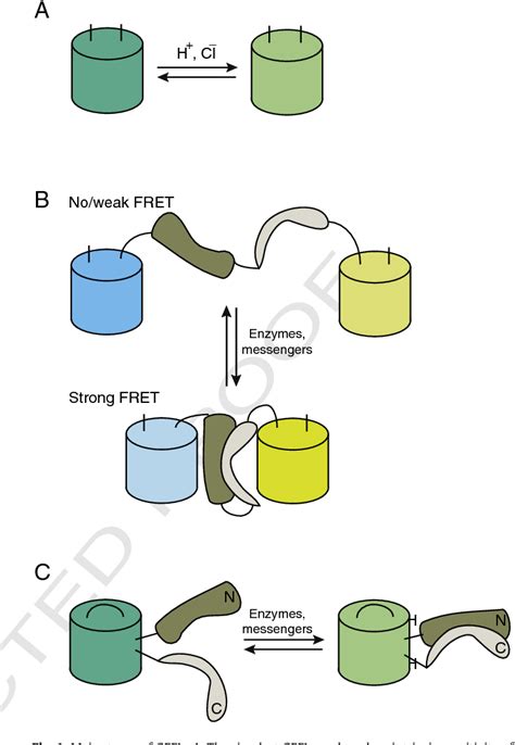 Figure 1 From Genetically Encoded Fluorescent Redox Sensors Semantic