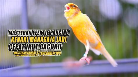 Masteran Suara Burung Kenari Gacor Panjang Cuit Cuit Ngerol Untuk