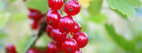 Bessenstruiken Kopen Fruitbomen Webwinkel Fruitbomen Net