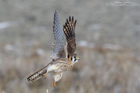 Winter Female American Kestrel Photos Mia Mcphersons On The Wing