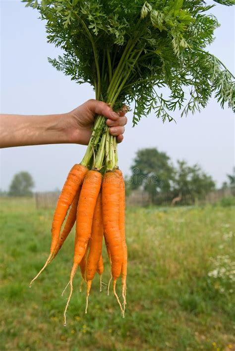 Bos Van Wortelen In Een Hand Stock Foto Image Of Oogst Boeket 22278768