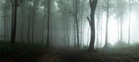 Panorama of Foggy Forest. Fairy Tale Spooky Looking Woods in a M Stock ...