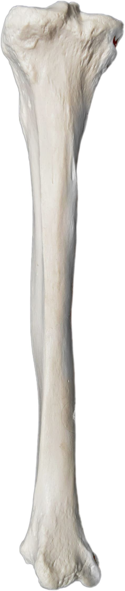 Eisco Human Tibia Bone Model:Education Supplies:Biology Classroom ...