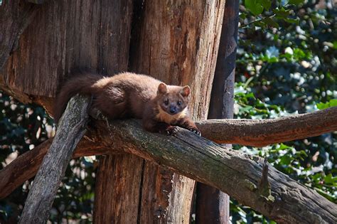 Kreis Viersen Fahndung Nach Haselmaus Siebenschläfer And Co