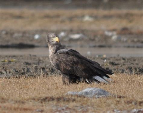 White-tailed Sea Eagle, Haliaeetus albicilla photo