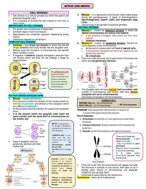 Copy Of Mitosis AND Meiosis Notes MITOSIS AND MEIOSIS CELL DIVISION