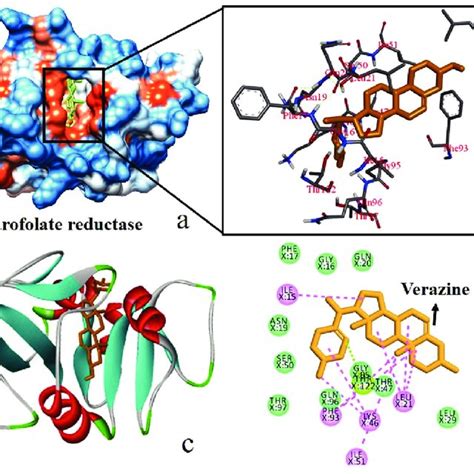 Molecular Docking Interactions A 3D Surface Structure Of DNA Gyrase