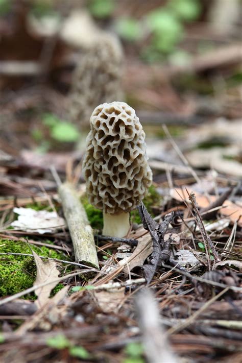 Black Morel Mushrooms