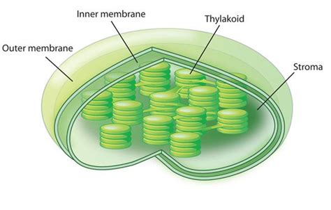 Inner membrane of chloroplast