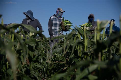 Olathe Sweet Corn Harvest Photos