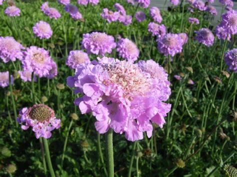 Bomenzoeker Webwinkel Scabiosa Columbaria Pink Mist Duifkruid