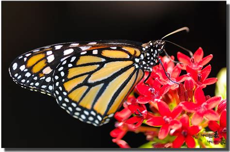 Amnh Butterfly Conservatory Thanks For Viewing Have A G Flickr