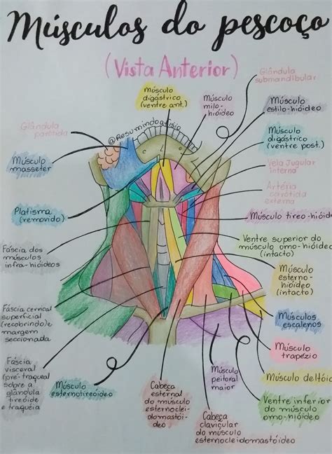 Guia Completo Sobre M Sculos Do Pesco O Blog Fisioterapia