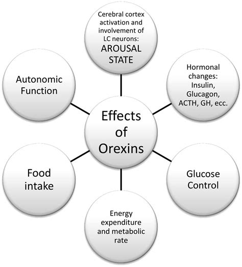 Frontiers Orexin A Controls Sympathetic Activity And Eating Behavior