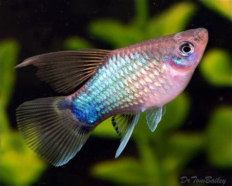 Hifin Blue Mickey Mouse Platy For Sale At AquariumFish Net Love