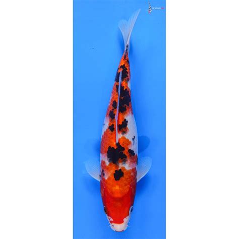 Imported Sanke Koi Fish For Sale