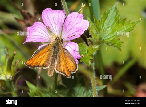 Small Skipper Butterfly Thymelicus Sylvestris Sussex Garden Uk Stock