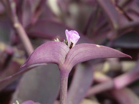 Fotos gratis fotografía hoja púrpura pétalo florecer botánica