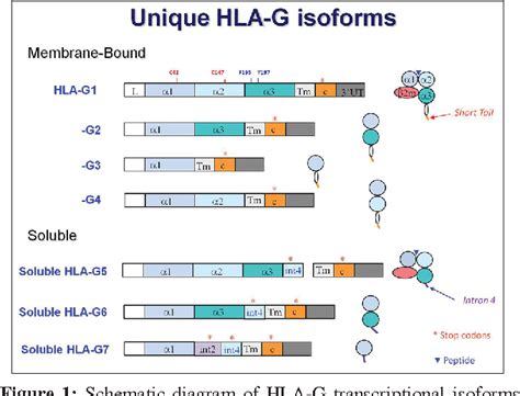 Figure 1 From Hla G In Human Early Pregnancy Control Of Uterine Immune